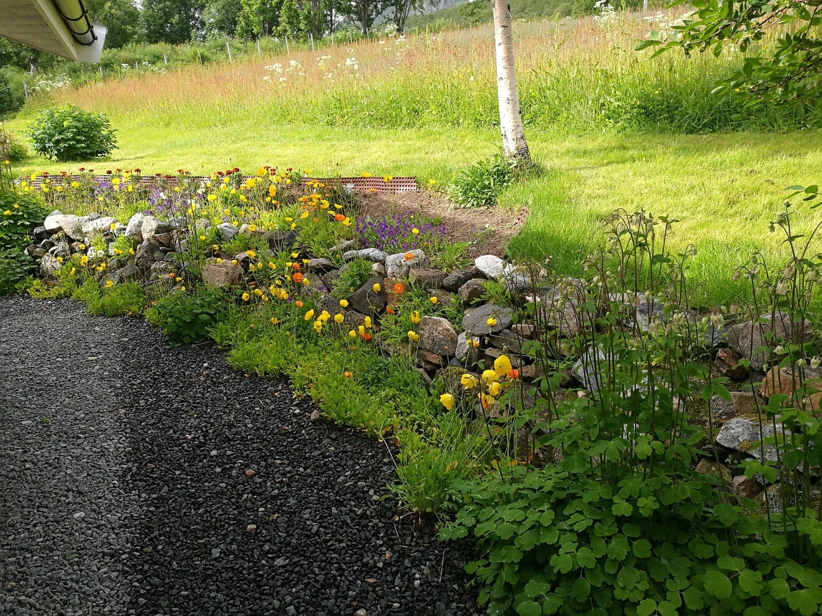 Blomsterbed. Galleribilde