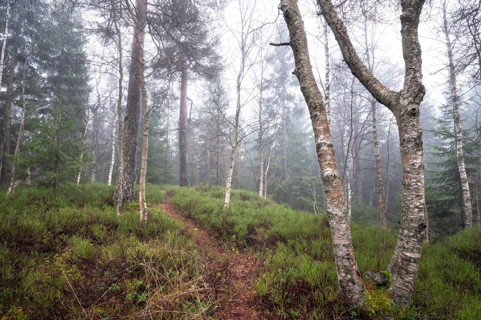 Boligen har skogen som nærmeste nabo, med uendelige muligheter for naturopplevelser rett utenfor døren. Galleribilde