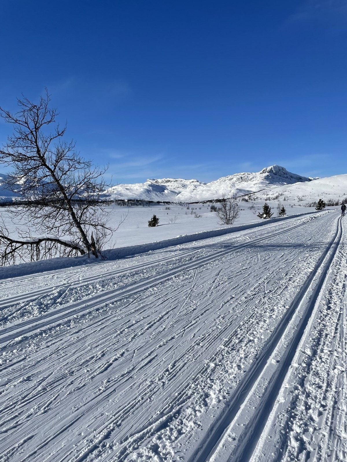 Selgers eget foto. Galleribilde