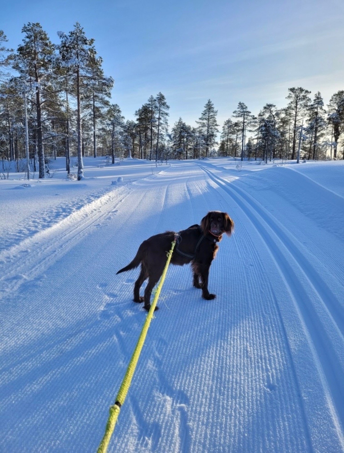 Selgers private bilder. Galleribilde