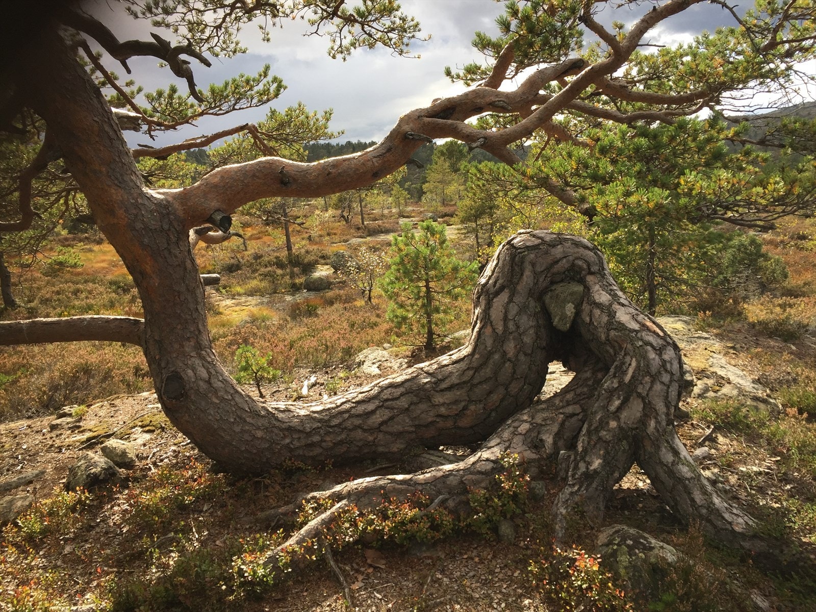 Privat bilde Galleribilde