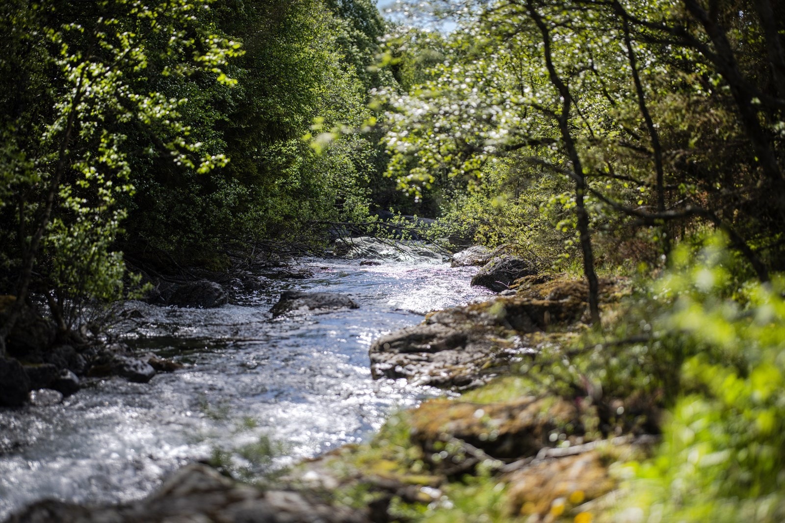 Idylliske rekreasjonsområder i umiddelbar nærhet. Galleribilde