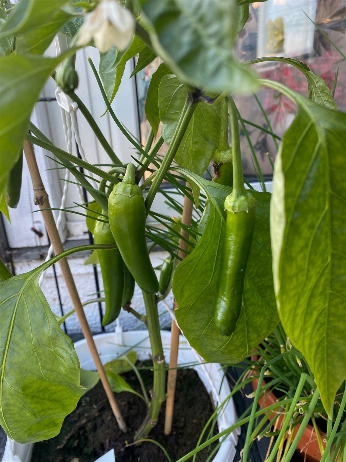 Privat bilde Galleribilde