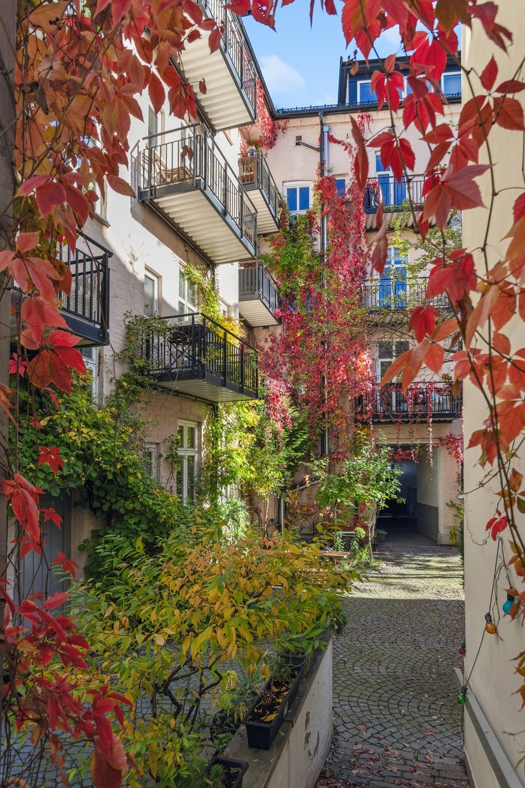 Høstbilder av bakgården. Galleribilde