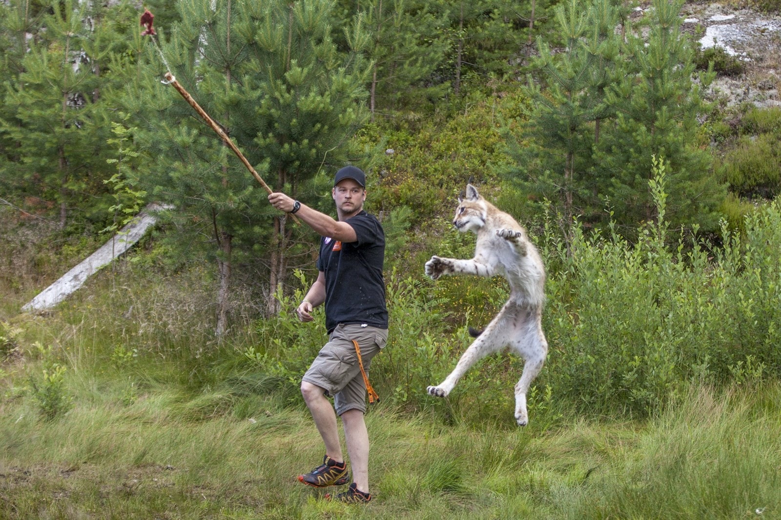 Gaupeforing i Bjørneparken Galleribilde