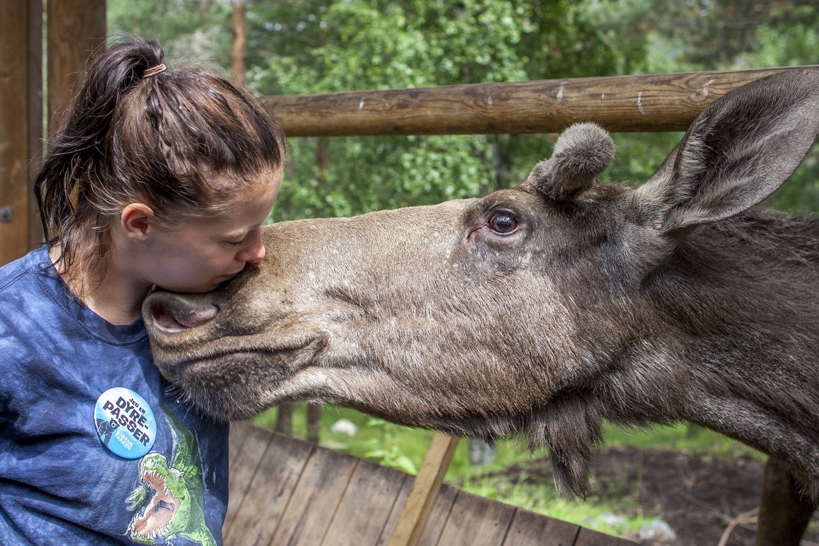 Elg i Bjørneparken Galleribilde