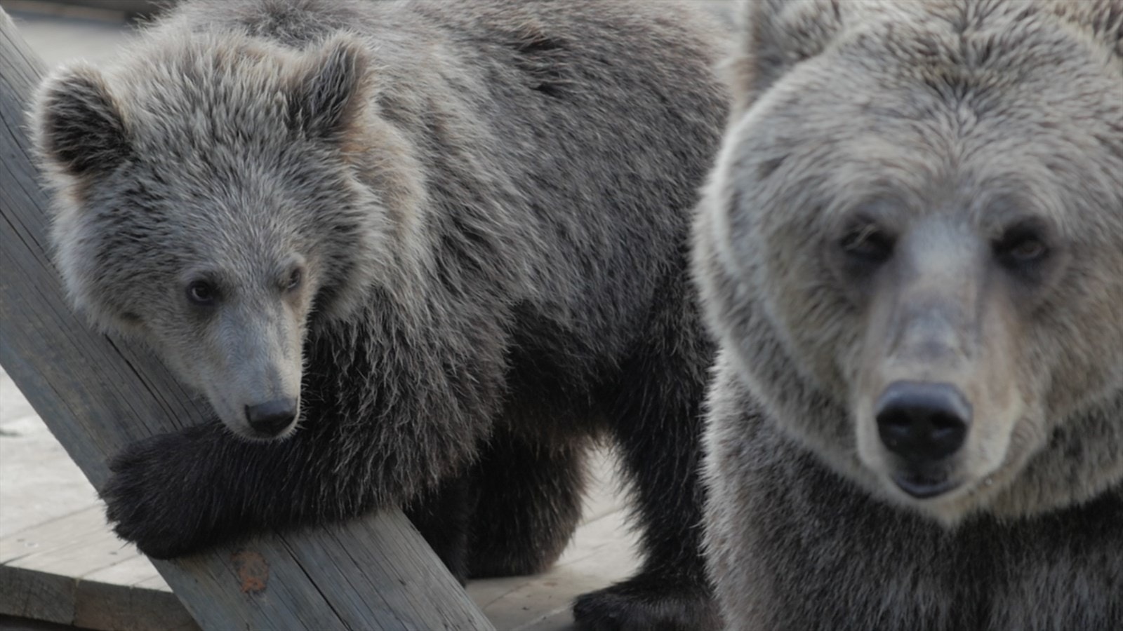 Bjørneparken - Nora og Brutus Galleribilde