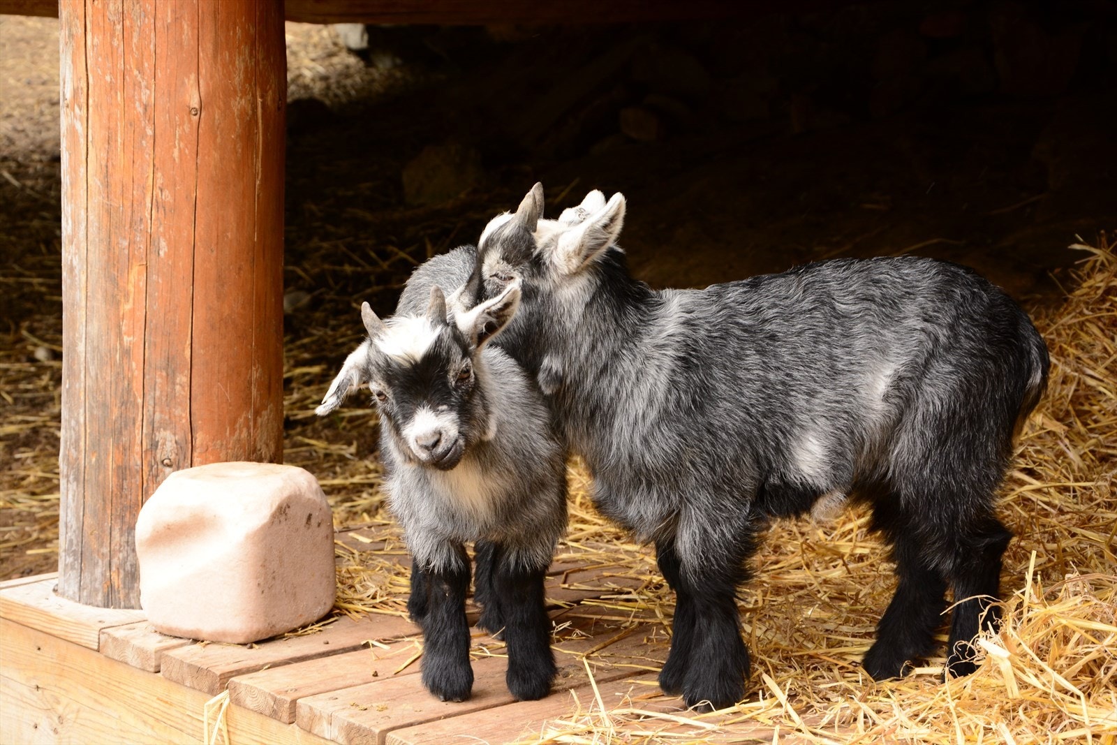 Bjørneparken - Georg Grimeli Galleribilde