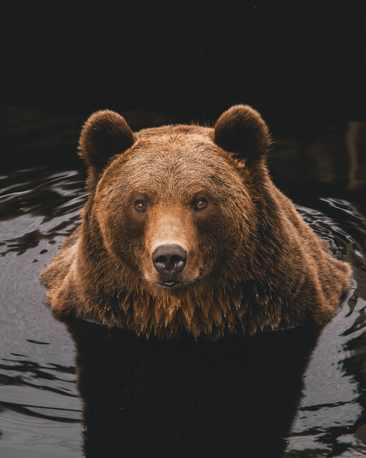 Bjørneparken Galleribilde
