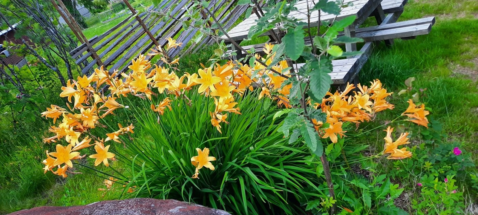 Full blomstring. Galleribilde