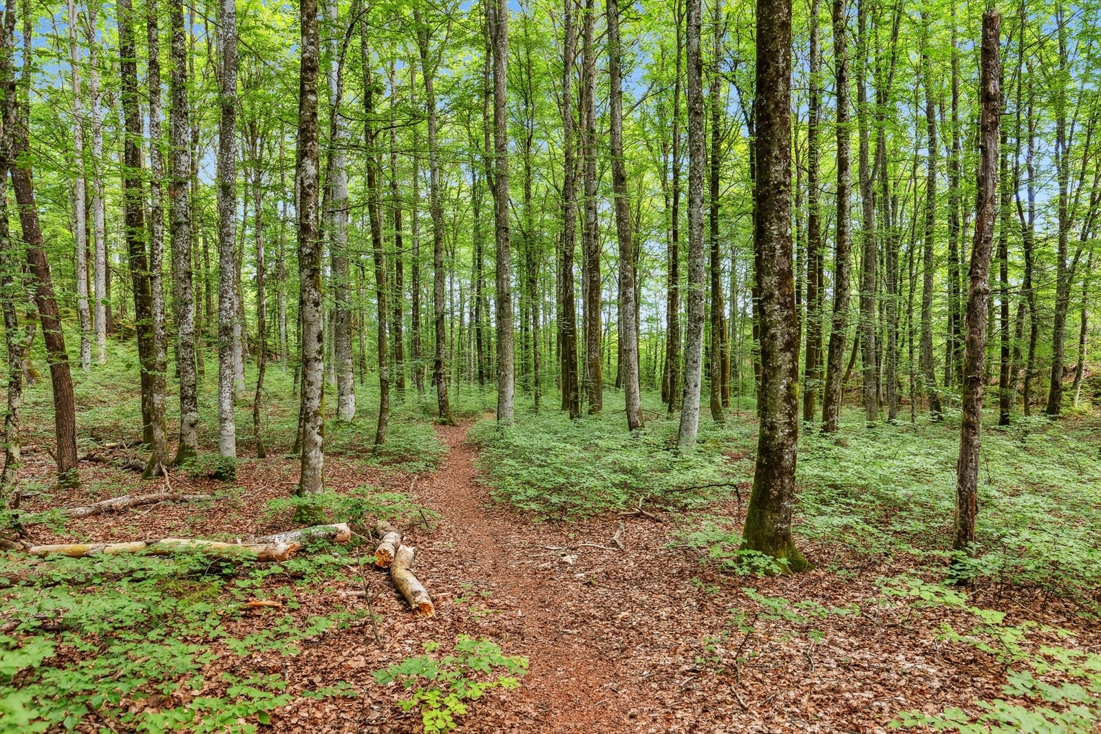 Kort vei til fine turstier i nærområdet. Galleribilde