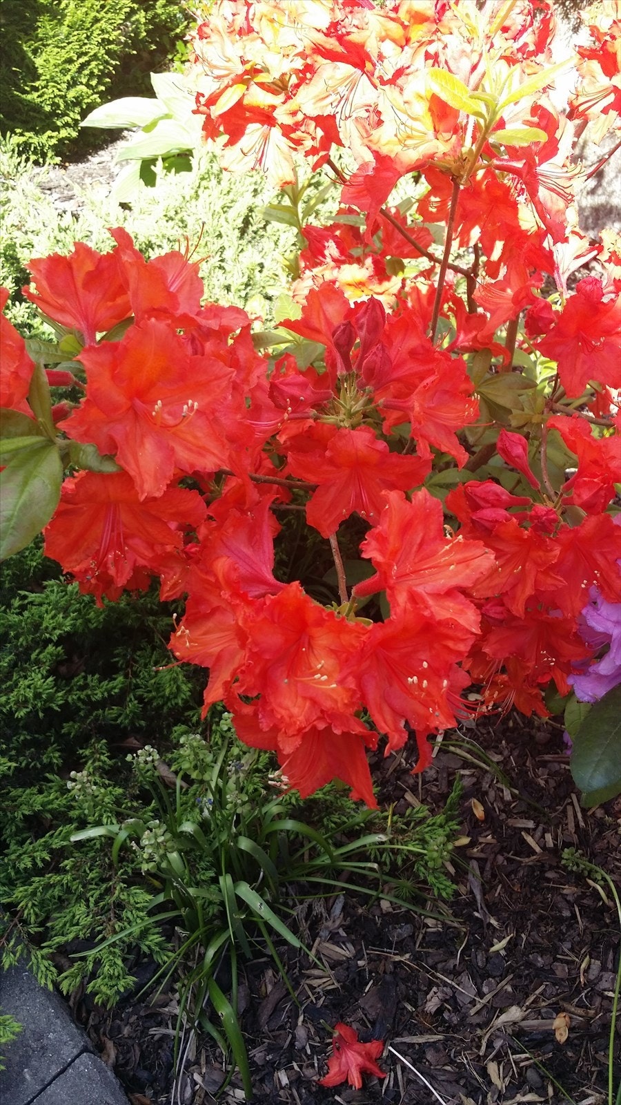 Røde blomster i hagen skaper en fargerik kontrast mot grønt løvverk. Galleribilde