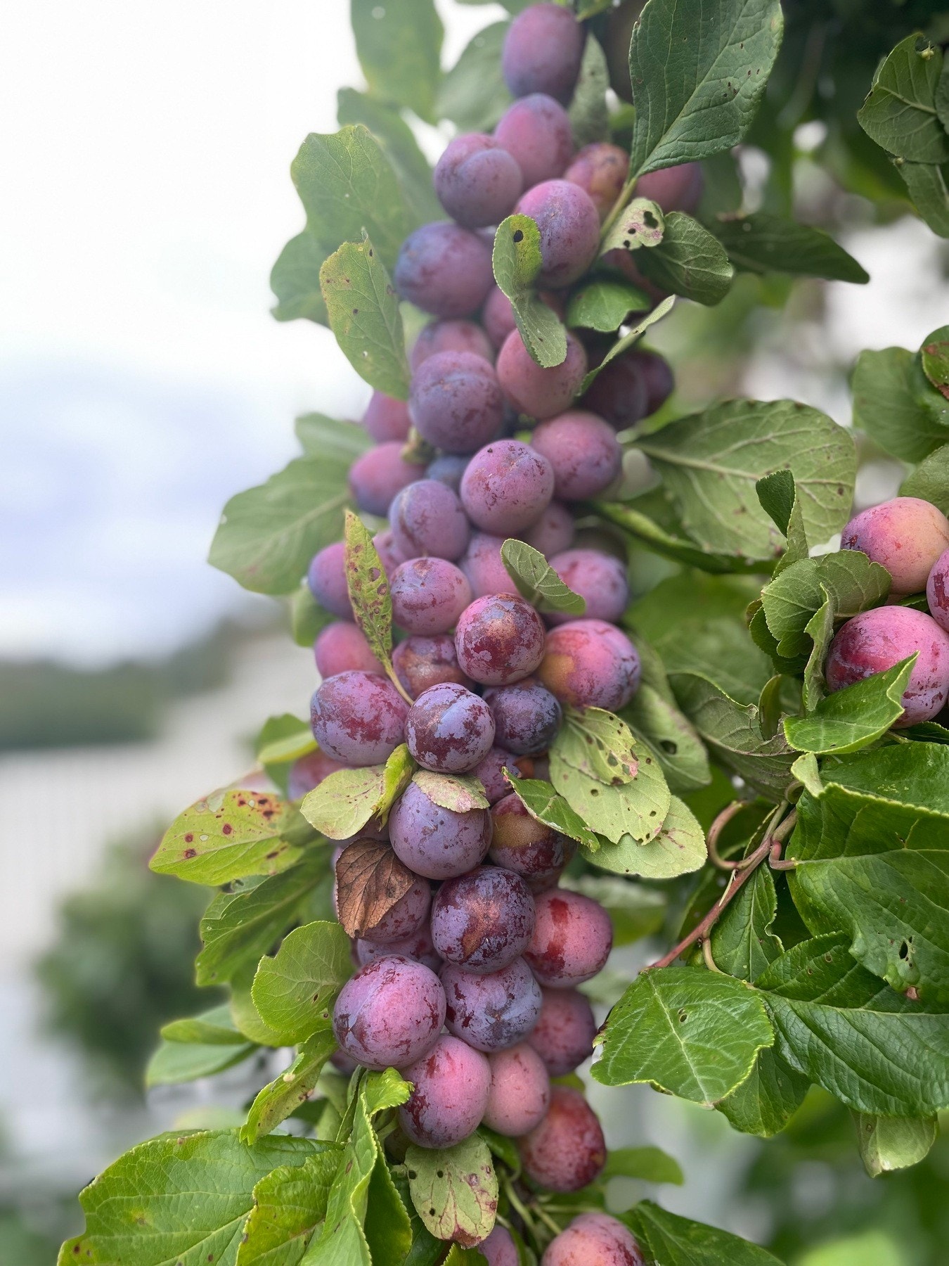 Selgers egne sommerbilder. Galleribilde