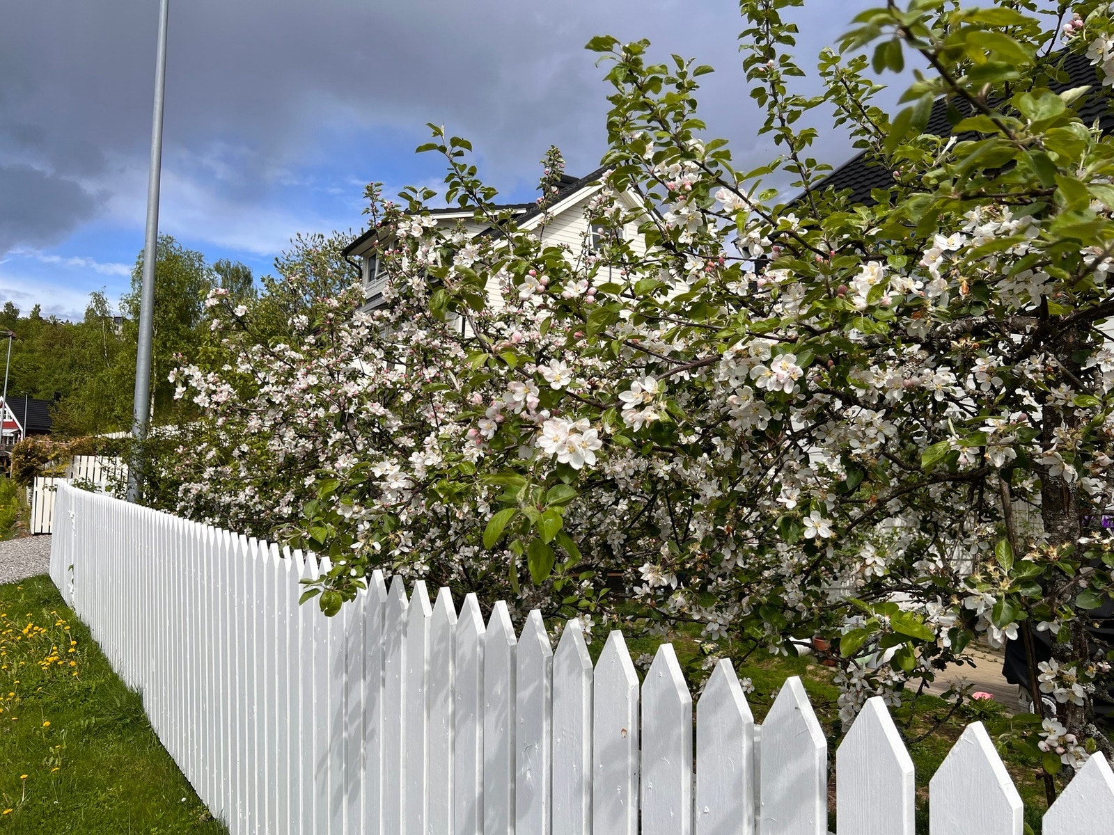 Selgers egne sommerbilder. Galleribilde