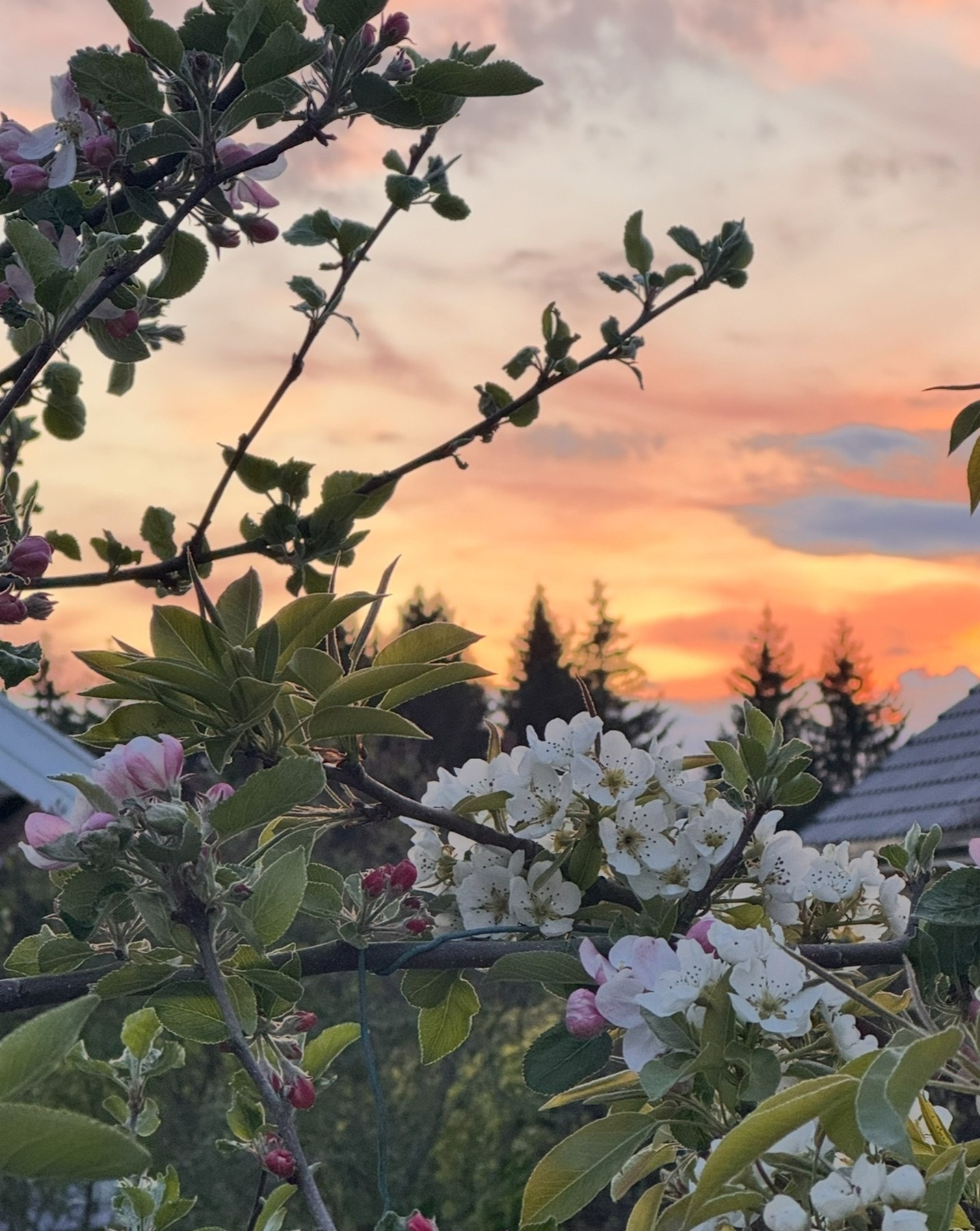 Selgers egne bilder fra sommer. Galleribilde