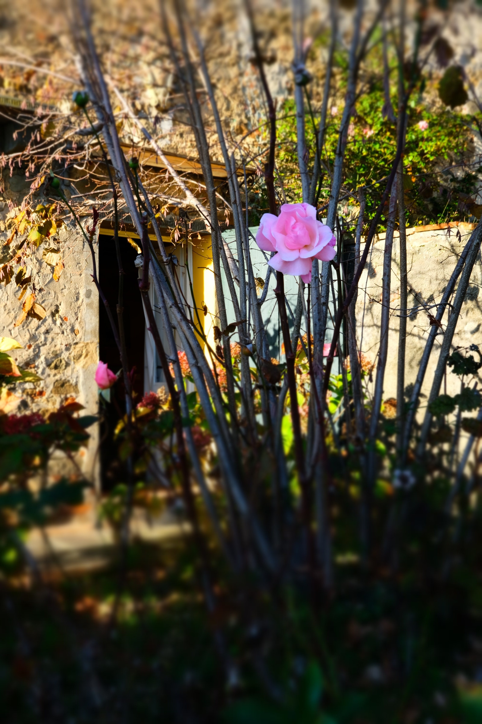 Gjestebolig, uterom Galleribilde