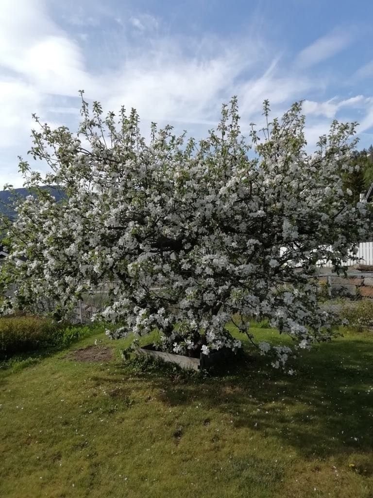 Familie-epletre i hagen. 3 ulike eplesorter. Galleribilde