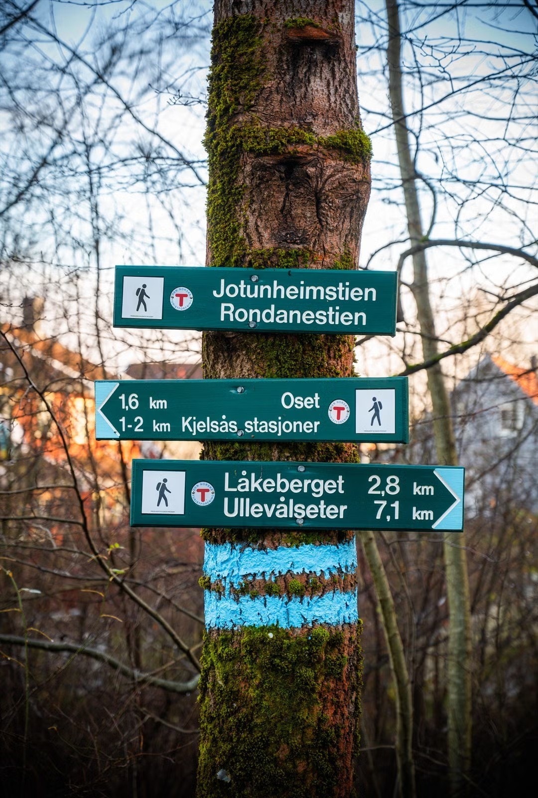 Rett utenfor leiligheten finner du Marka med uendelig turstier og løyper. Galleribilde