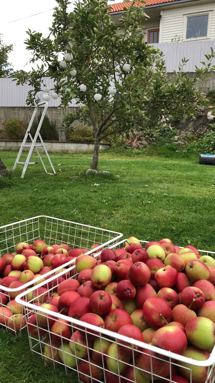 Selgers bilde Galleribilde