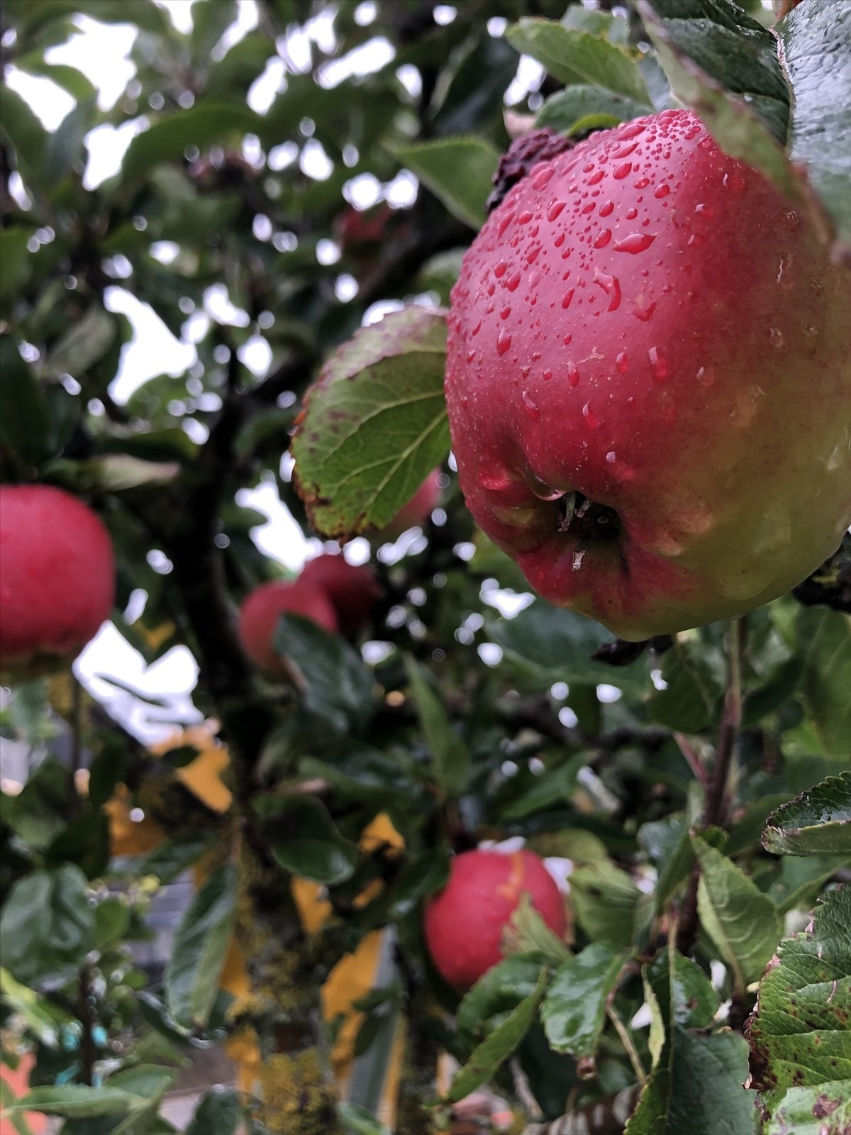 Selgers bilde Galleribilde