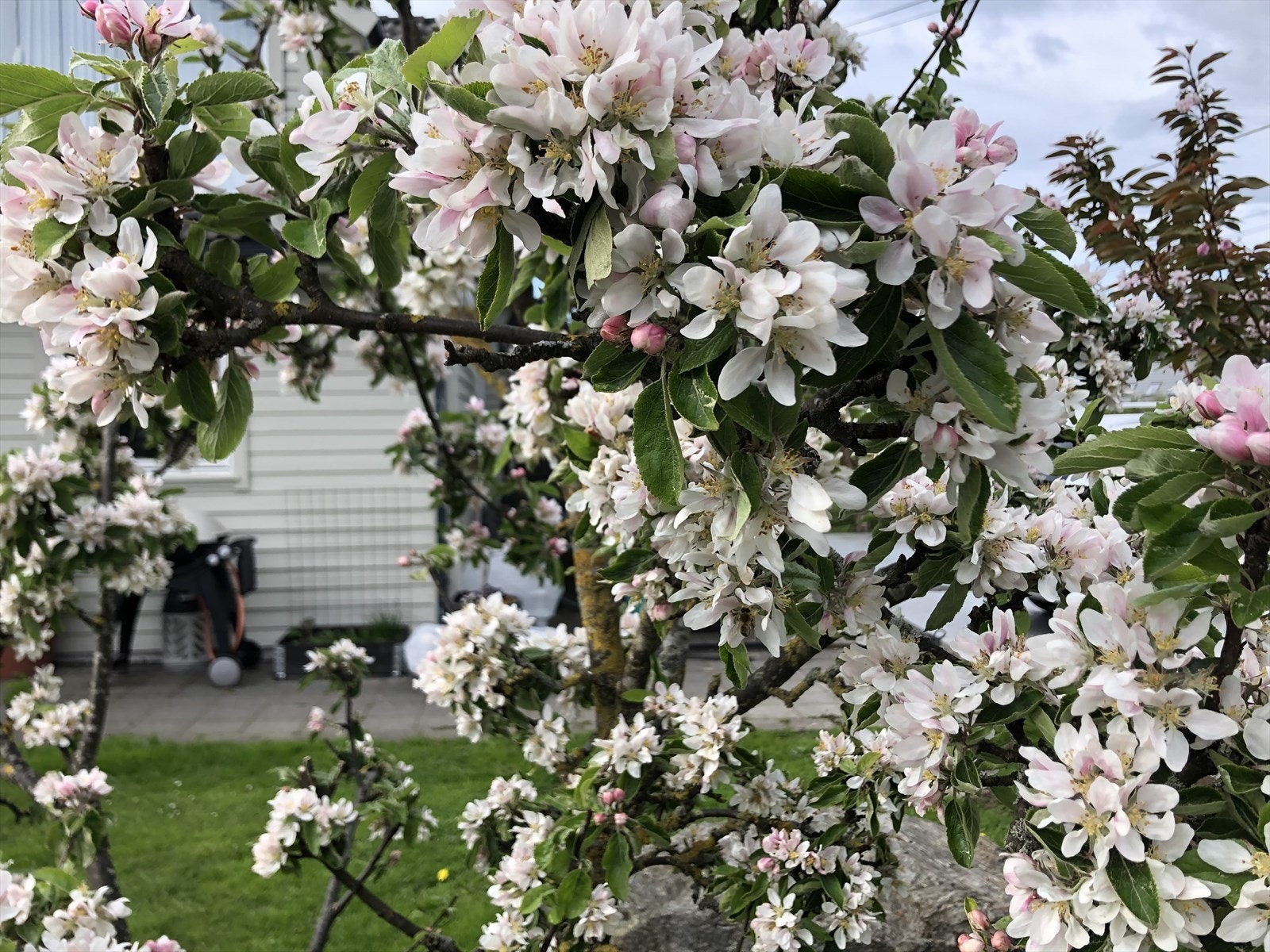 Selgers bilde Galleribilde