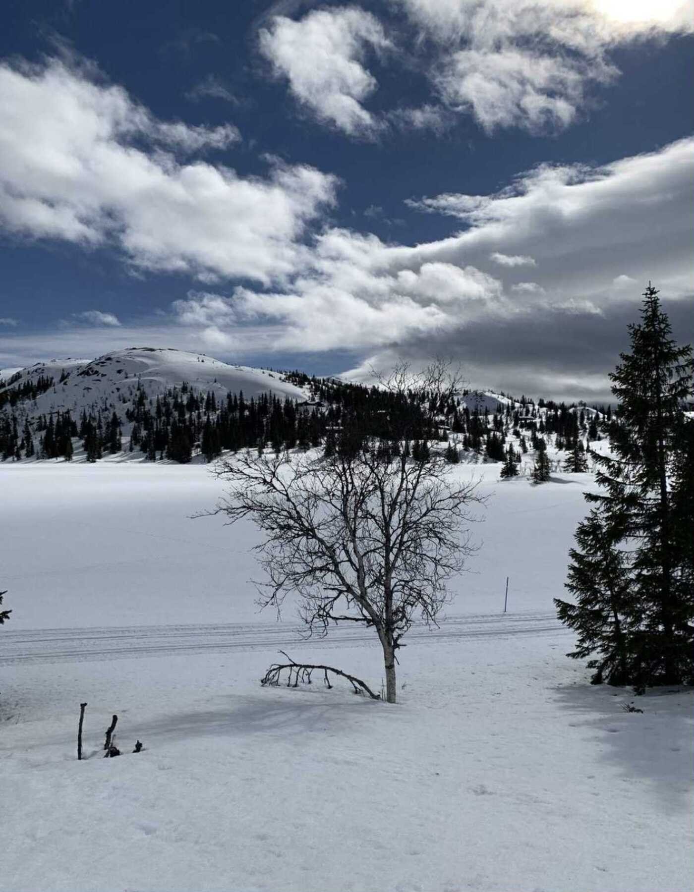 Selgers bilder skitur i flott løypenett i området. Galleribilde