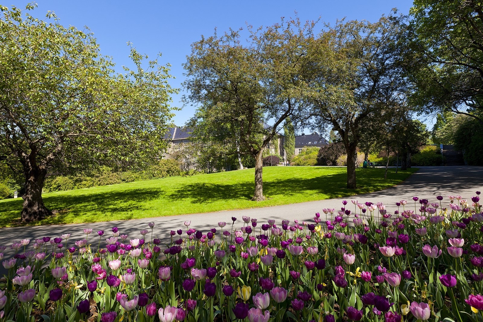 Botanisk hage - en frodig oase hvor man kan ta seg en spasertur og puste ut Galleribilde