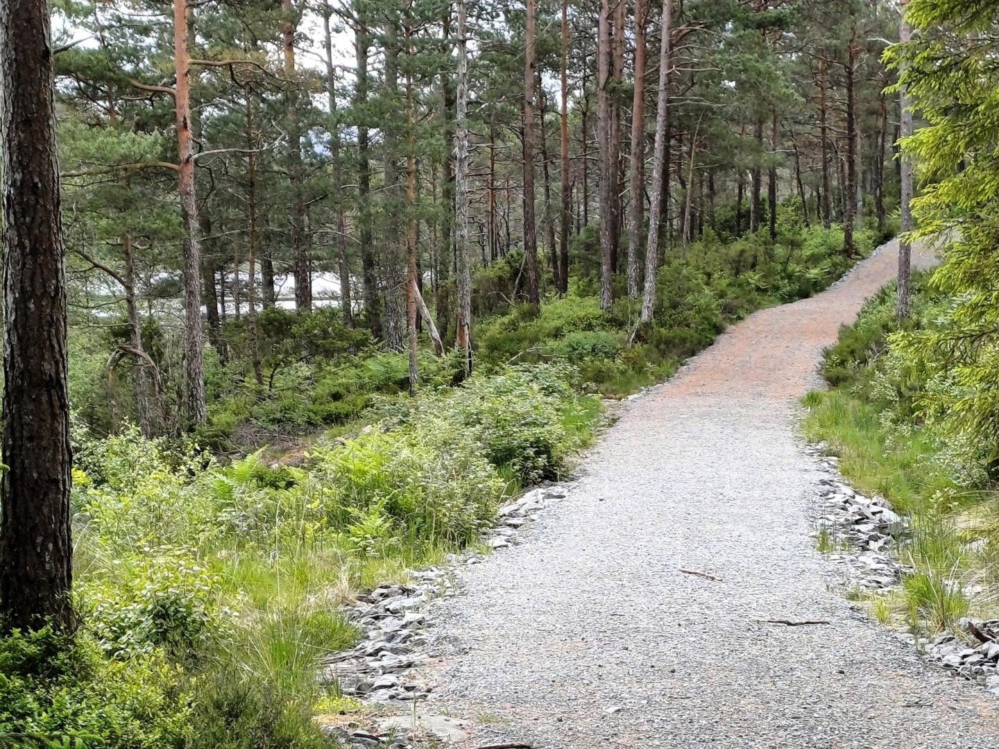 Skogsvei Galleribilde