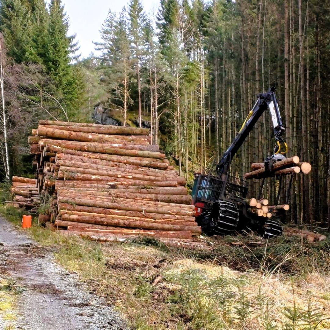 Gode veier gjennom skogen gjør at tømmerbilene kan komme helt inn til hogstområdet for å hente tømmeret. Galleribilde