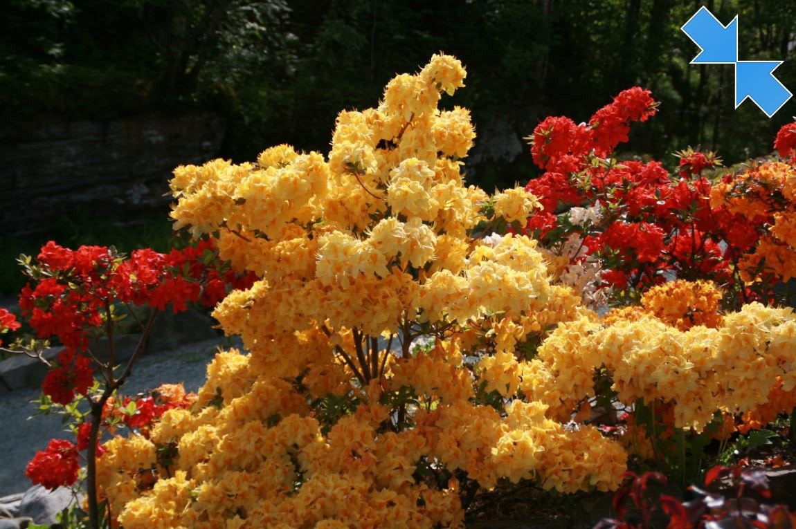 Hagen er nydelig! Galleribilde