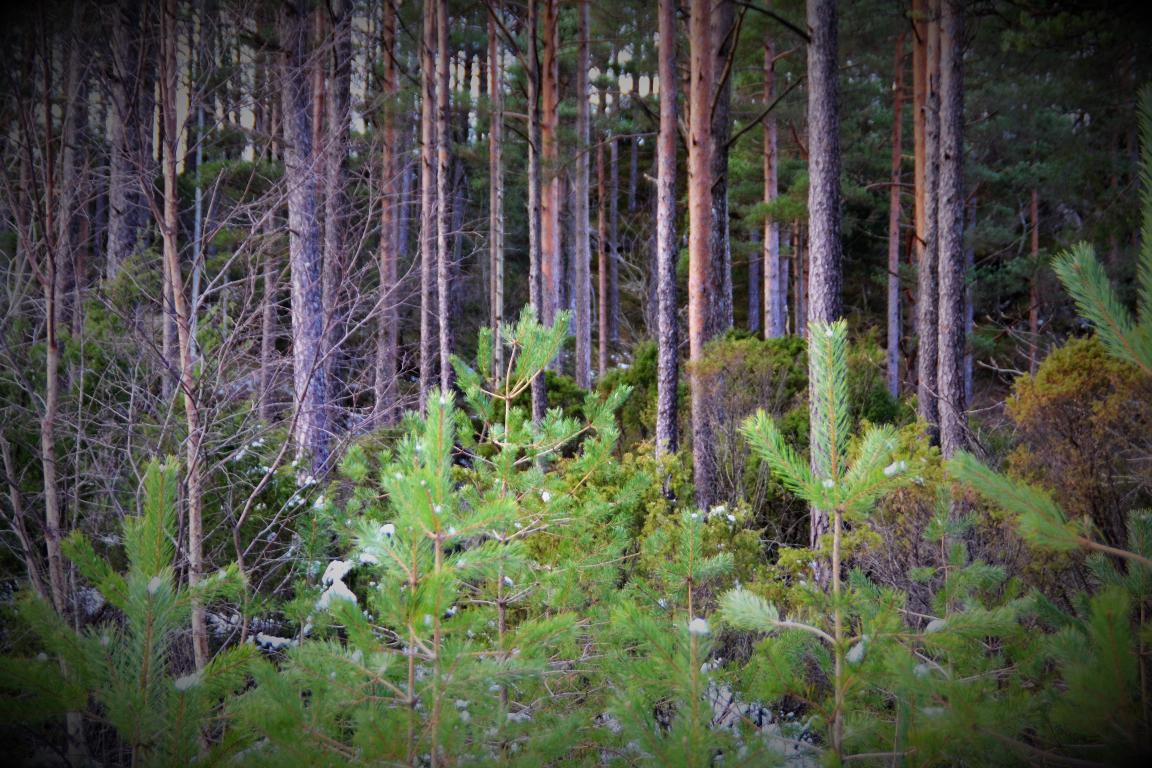 Den naturlige furuskogen er et syn. Hogsklasse 2-4 i følge selger. Galleribilde