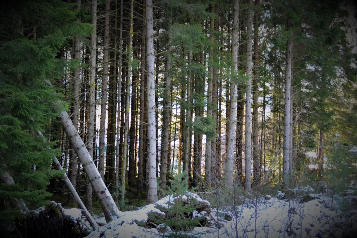 Granskog hogstklasse 4. Galleribilde