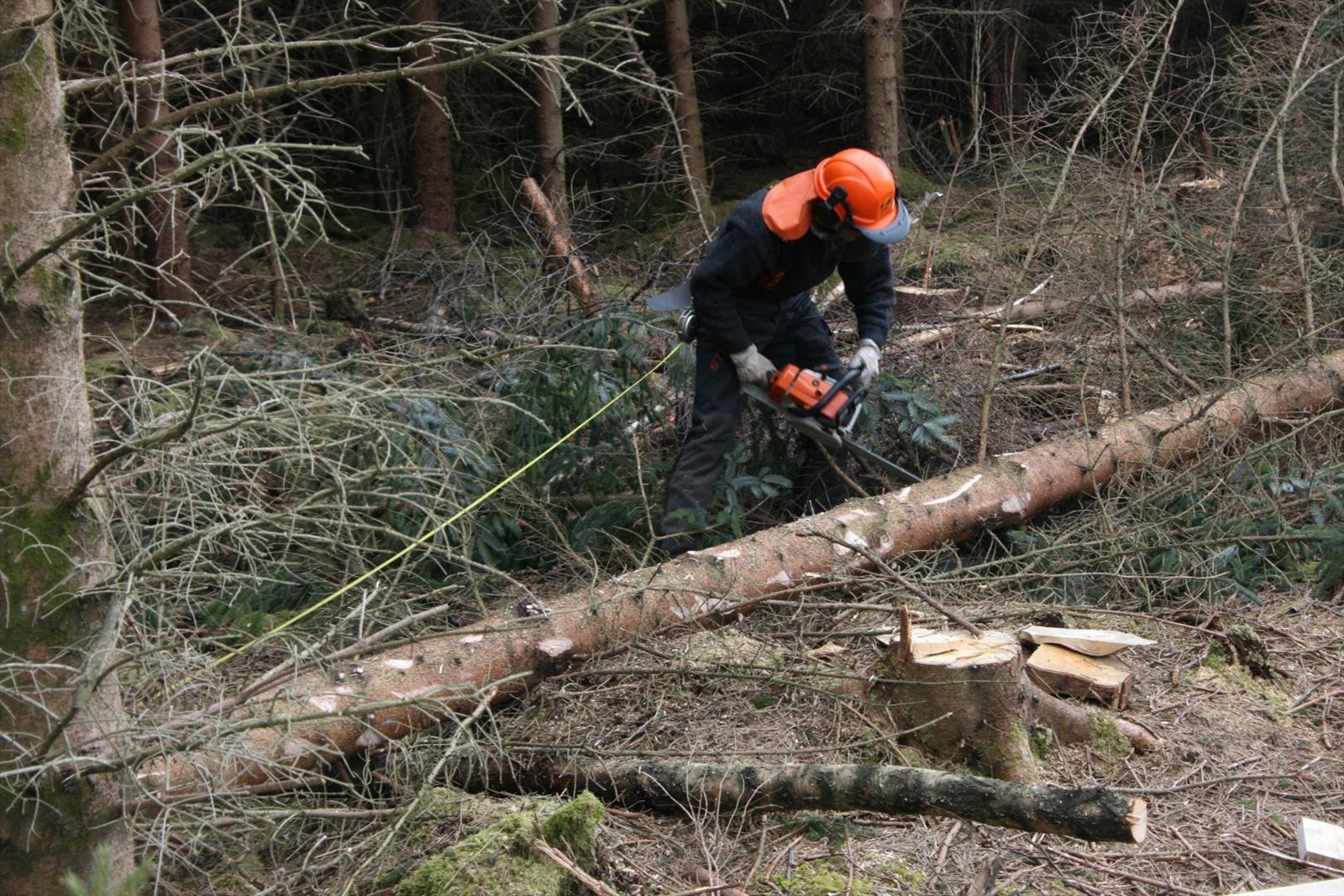 Skogsarbeid holder deg i form! Galleribilde