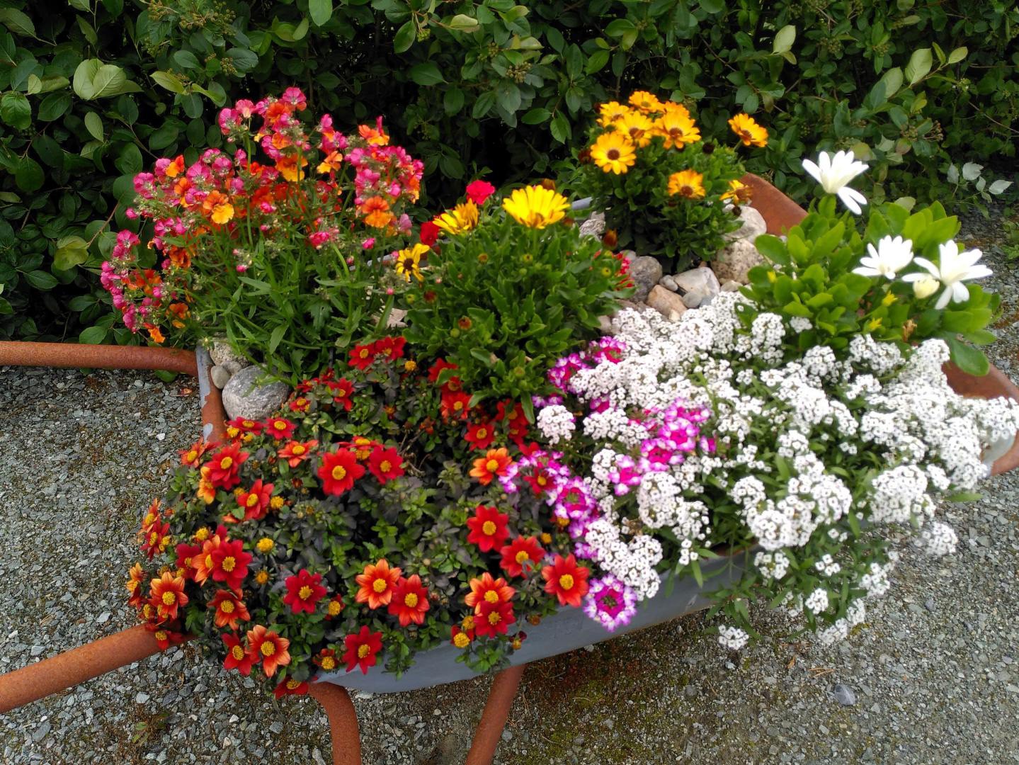 Farger pynter fint Galleribilde