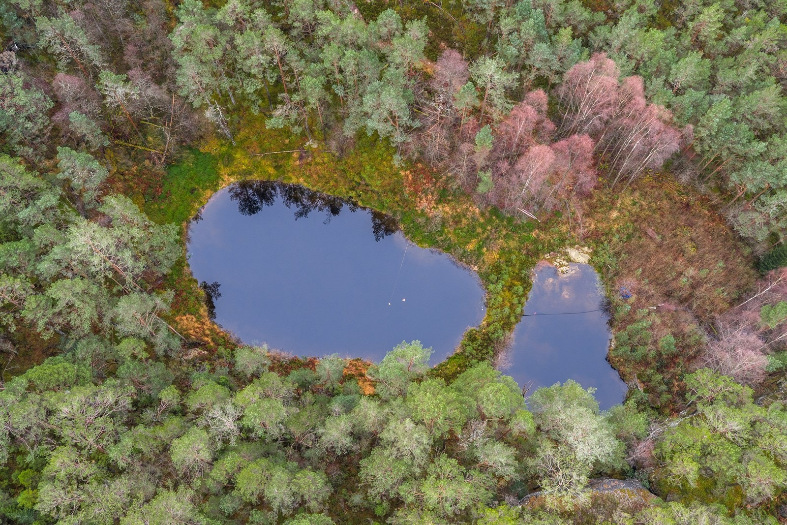 Ferskvann Galleribilde