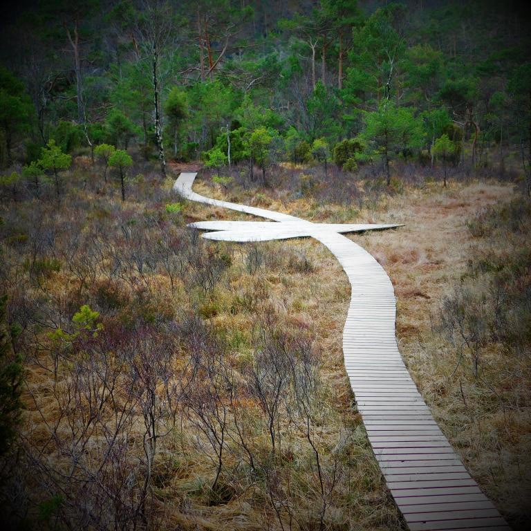 Turstier i alle retninger Galleribilde