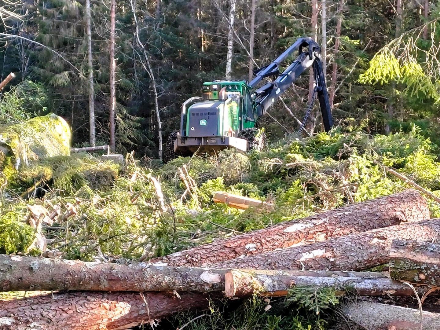 Eller sett jobben bort til en skogsentreprenør. Galleribilde