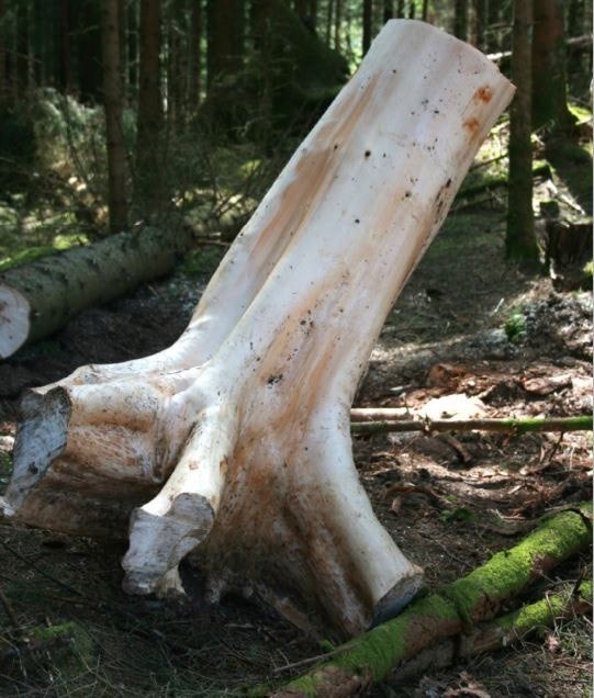 Halvfabrikata - Store granrøter er det mye interesse for. Galleribilde