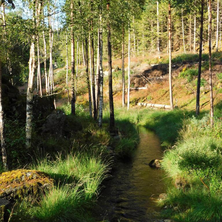 Mange koselige skogstidyller. Galleribilde