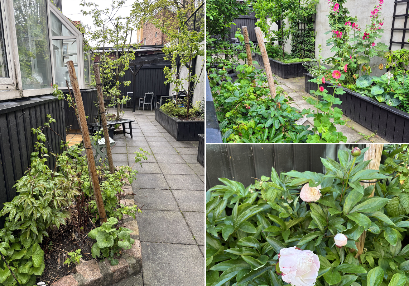 Sånn ser den flotte bakgården ut på sommeren. Galleribilde