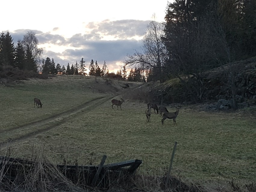 Dyreliv - Bilde fra selgers arkiv Galleribilde