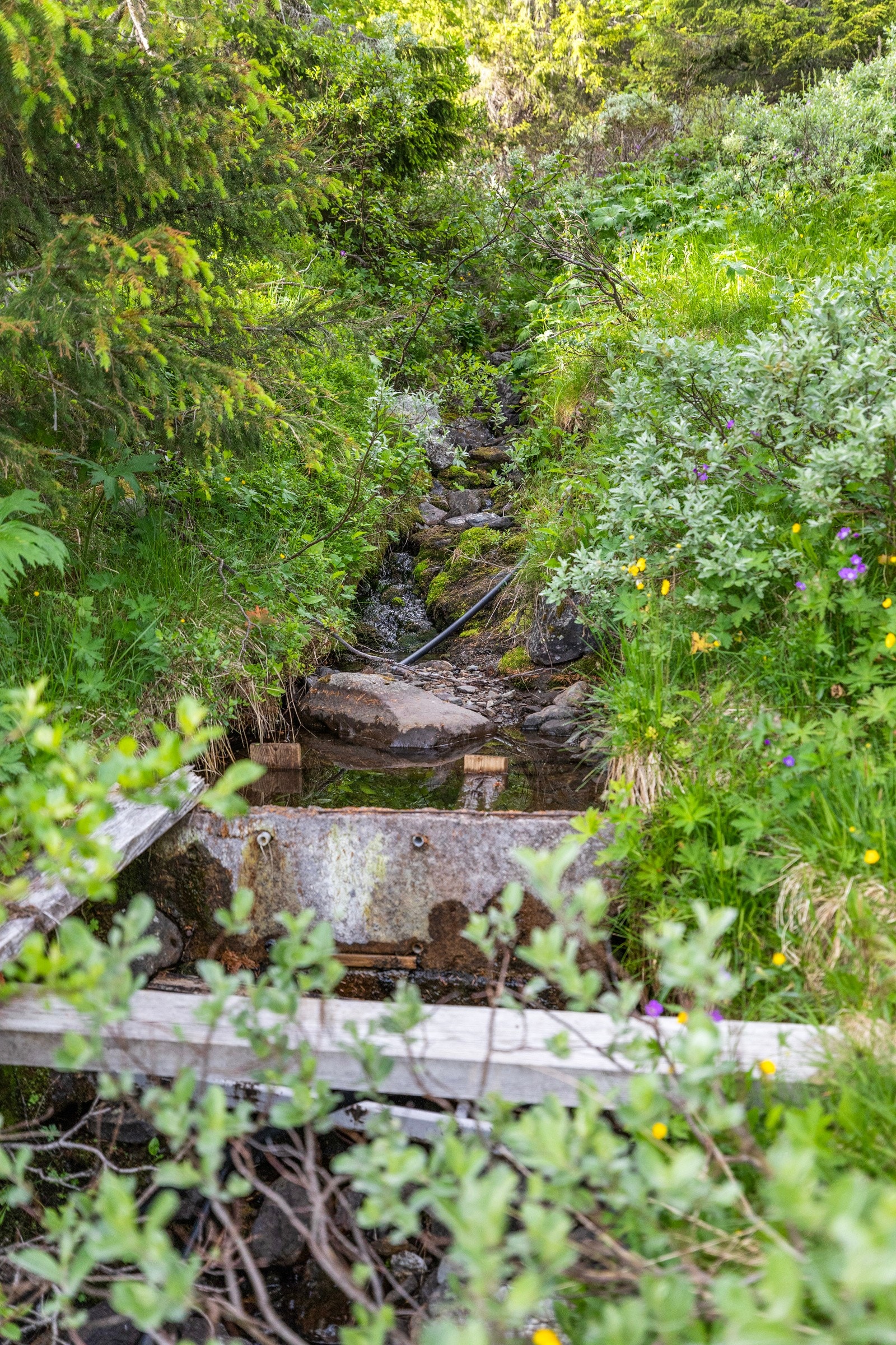 Det er ikke innlagt vann. Drikkevann må medbringes. Vaskevann hentes fra bekk Galleribilde