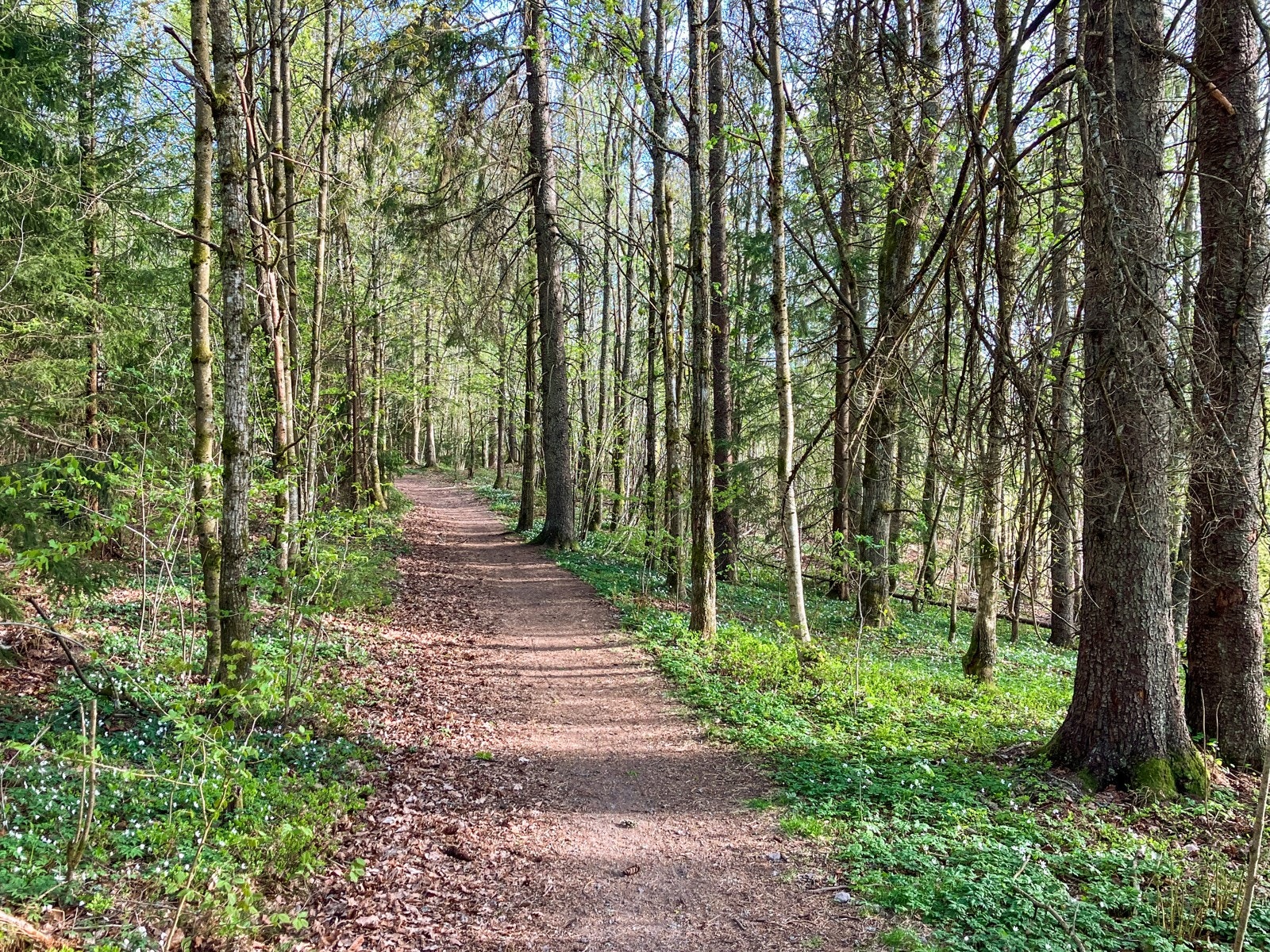 Det er turstier rett i nabolaget. Bergskogen en kort spasertur unna. Galleribilde