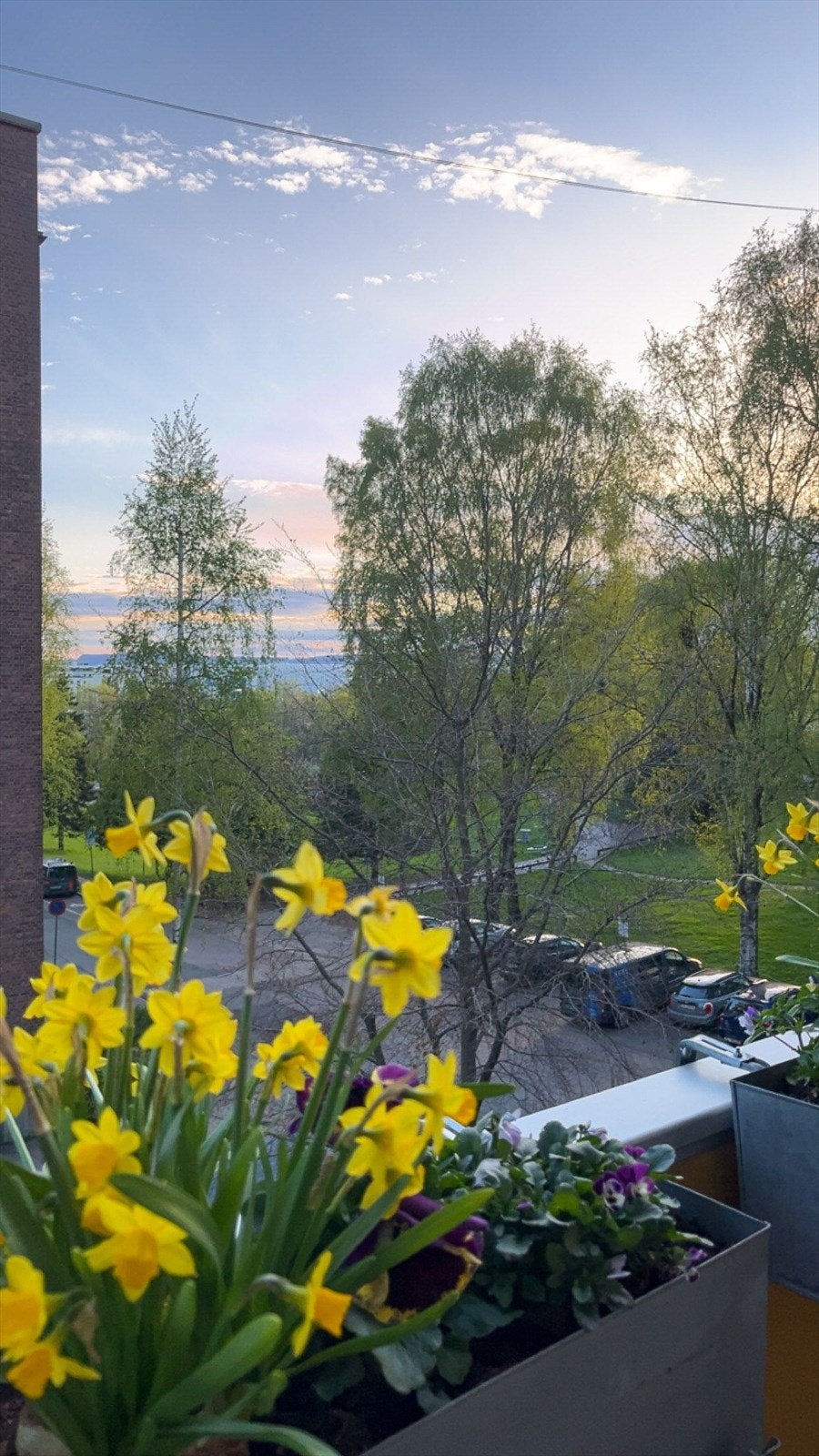 Påskeliljer og solnedgang fra balkongen. Galleribilde