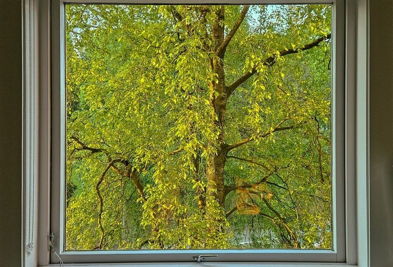 Utsikt fra soveromsvinduet om sommeren. Galleribilde