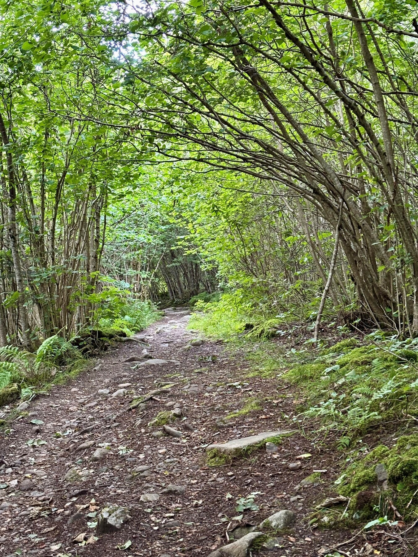 Selgers bilde. Fra turstien til Katthola Galleribilde