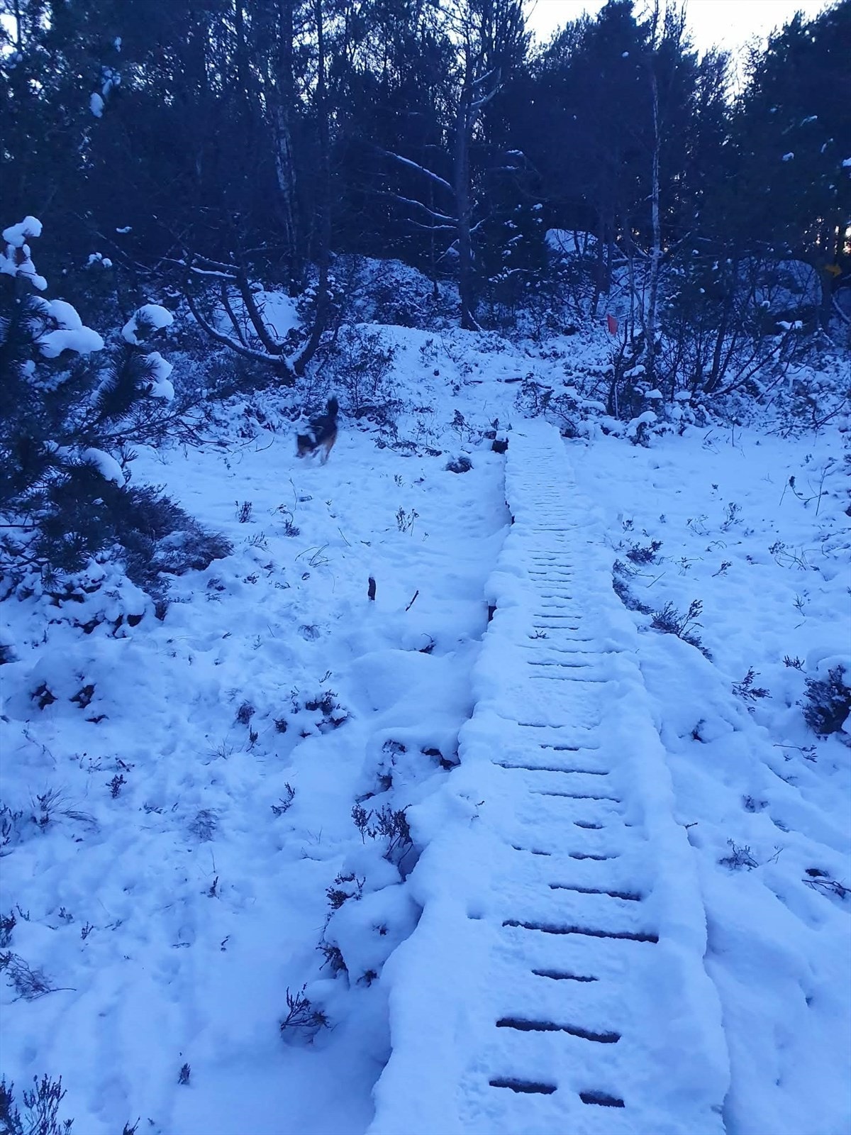 Turstiene er også populære om vinteren Galleribilde