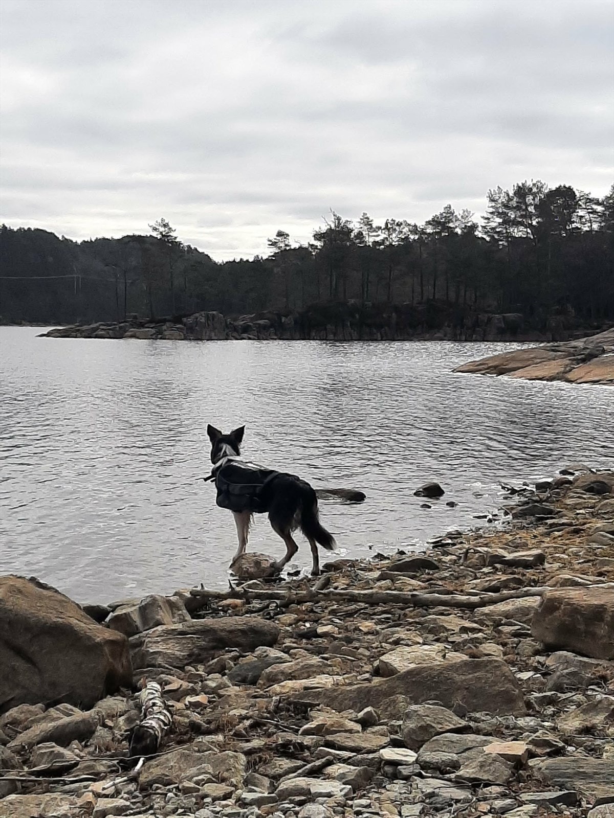 Storavatnet: Nydelige omgivelser både for to- og firbente Galleribilde
