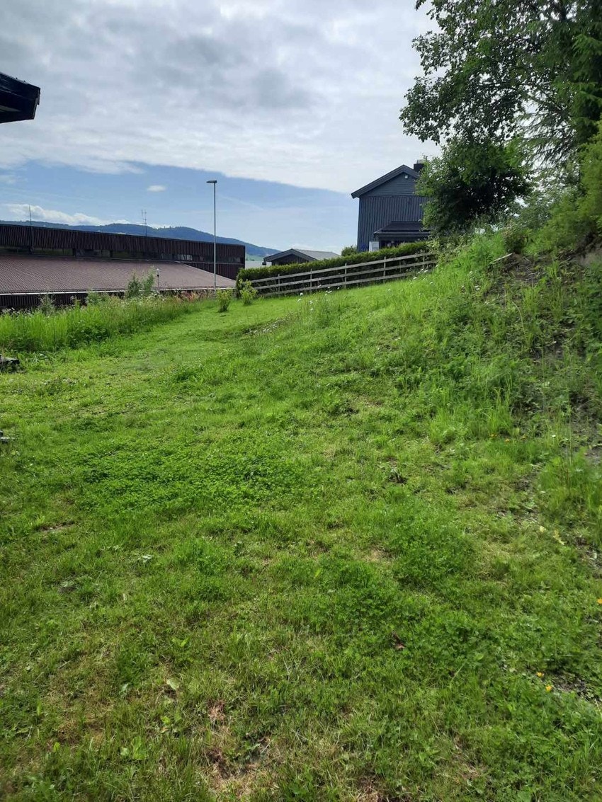 Sommerbilde, tatt av selger Galleribilde