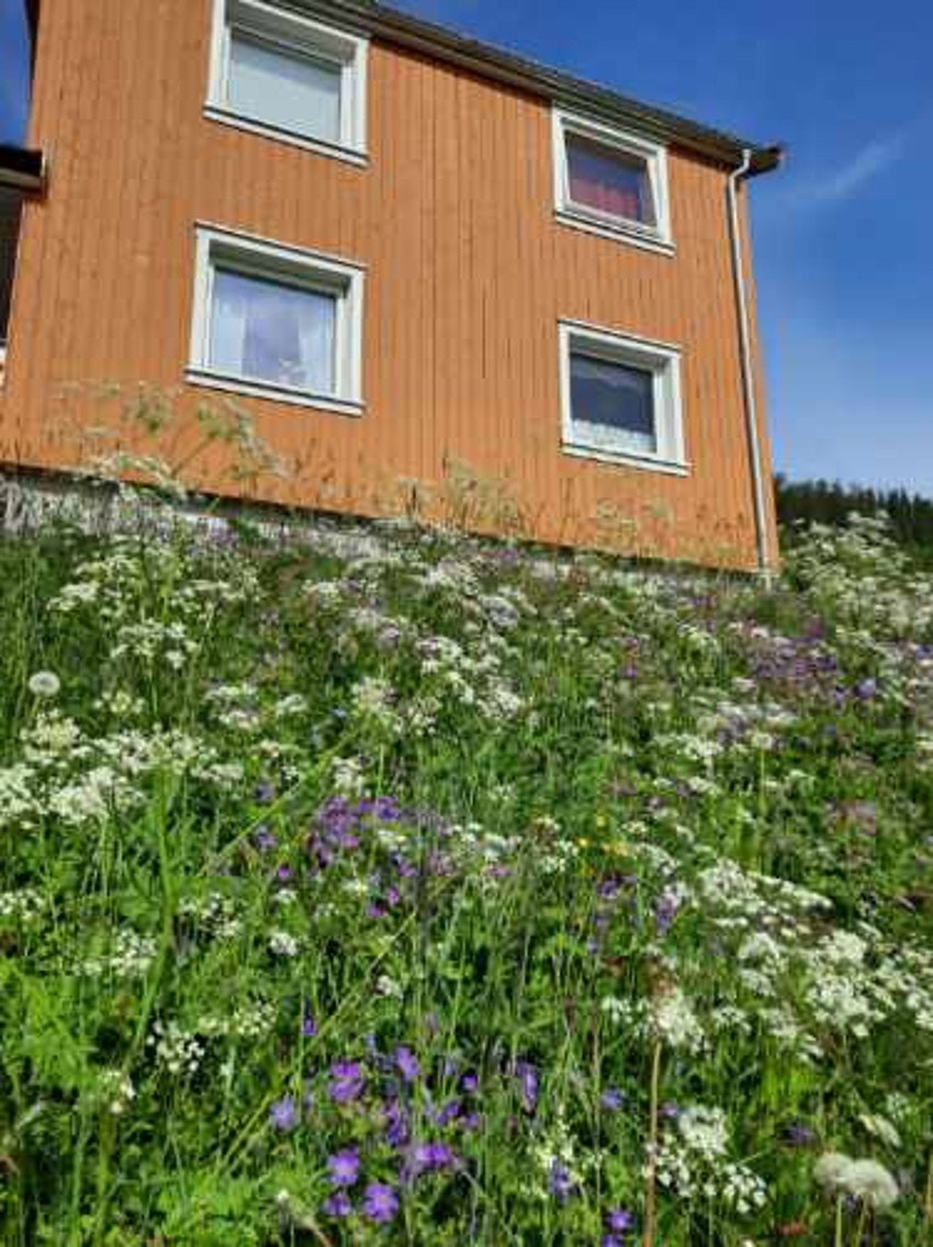 Sommerbilde, tatt av selger Galleribilde